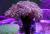 Эуфиллия цветочная  Euphyllia divisa (Euphyllia paradivisa)