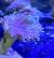 Эуфиллия факельная зелёная (фрагмент)  Euphyllia glabrescens
