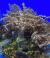 Капнелла Литофитон арбореум  Capnella imbricata (Lithophyton arboreum)