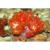 Дендронефтия  Dendronephthya sp.