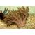Альциониум  Alcyonium sp.