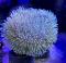 Саркофитон зеленый  Sarcophyton sp. Green Polyps