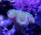 Саркофитон Зелёный металлик  Sarcophyton sp. Green Skin Metallic