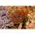 Сабеластарта индийская простая  Sabellastarte spectabilis (S.indica, S.sanctijosephi)