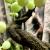 Лиана гибкая для террариумов Hagen EXO TERRA Jungle Vine Large