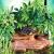 Растение для террариумов Hagen EXO TERRA ABUTILON Small