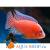 Корм Sera для рыб RED PARROT 250 мл
