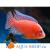 Корм Sera для рыб RED PARROT 1л