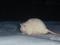 Крыса мороженая  Rattus norvegicus f. domesticus