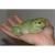 Квакша австралийская (литория) голубая WC  Litoria caerulea