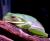 Квакша белогубая WC  Litoria infrafrenata