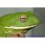 Квакша белогубая WC  Litoria infrafrenata