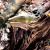 Квакша белогубая WC  Litoria infrafrenata