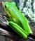 Квакша белогубая WC  Litoria infrafrenata