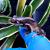 Квакша белогубая WC  Litoria infrafrenata