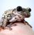 Квакша жабовидная краснопятнистая  Trachycephalus nigromaculata
