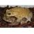 Жаба ага (Суринам)  Bufo marinus