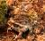 Жаба ага (Суринам)  Bufo marinus