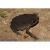 Жаба чернорубцовая СВ  Bufo melanostictus