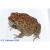 Жаба чернорубцовая СВ  Bufo melanostictus