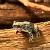 Жаба зеленая американская  Bufo debilis