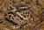 Рогатка Кранвелла albino  Ceratophrys cranwelli albino