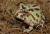 Рогатка Кранвелла albino  Ceratophrys cranwelli albino