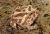 Рогатка Кранвелла albino  Ceratophrys cranwelli albino