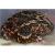Рогатка Кранвелла  Ceratophrys cranwelli