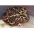 Рогатка Кранвелла  Ceratophrys cranwelli