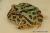 Рогатка украшенная CB  Ceratophrys ornata CB
