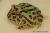 Рогатка украшенная CB  Ceratophrys ornata CB