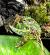 Рогатка украшенная CB  Ceratophrys ornata CB