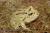 Рогатка Кранвелла green  Ceratophrys cranwelli green