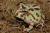 Рогатка Кранвелла green  Ceratophrys cranwelli green