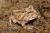 Рогатка Кранвелла brown  Ceratophrys cranwelli brown
