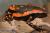 Узкорот краснополосый  Phrynomerus bifasciatus