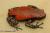 Узкорот краснополосый  Phrynomerus bifasciatus