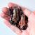 Узкорот краснополосый  Phrynomerus bifasciatus