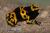 Древолаз священный (с)  Dendrobates leucomelas