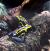 Древолаз пятнистый (с)  Dendrobates tinctorius