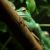 Веслоног зеленый гигантский  Polypedates (Rhacophorus) dennysii