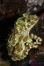 Телодерма лишаистая  Theloderma corticale