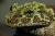 Телодерма лишаистая  Theloderma corticale