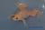 Лягушка шпорцевая  Xenopus laevis