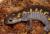 Амбистома пятнистая  Ambystoma sp.