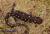 Амбистома пятнистая  Ambystoma sp.