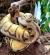 Питон королевский Bumble beeCB (с)  Python regius