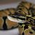 Питон королевский Pastel CB (самка) (с)  Python regius