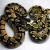 Питон королевский Pastel CB (самка) (с)  Python regius